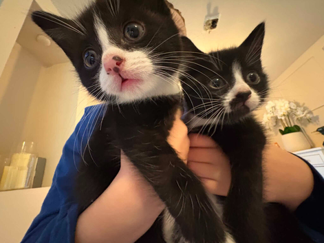 2 x kittens