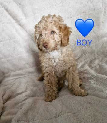 Cockapoo puppies