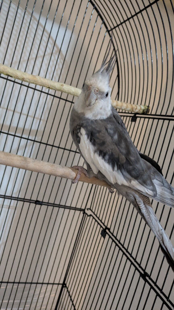 Pair of cockatiel