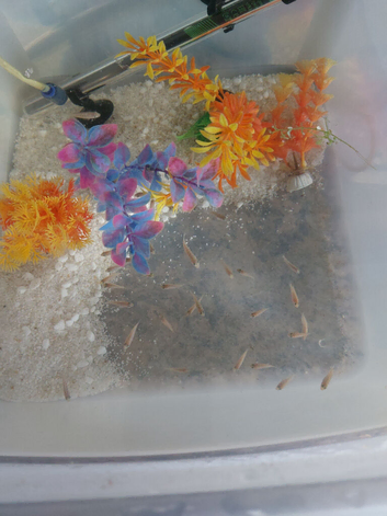 Cichlid fry