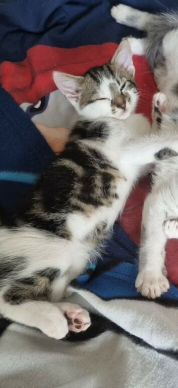 fluffy kitten 9 weeks old  last one