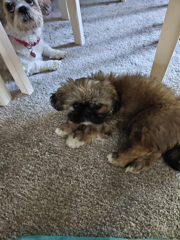 Shih Tzu Puppy