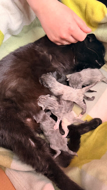 Kittens for sale
