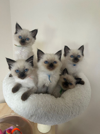 Ragdoll Kittens