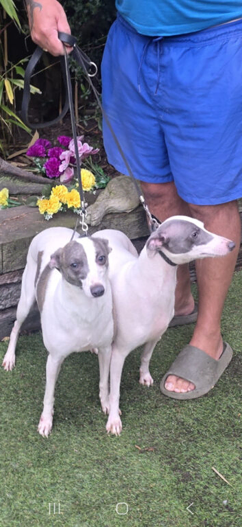 2 italian greyhound girls