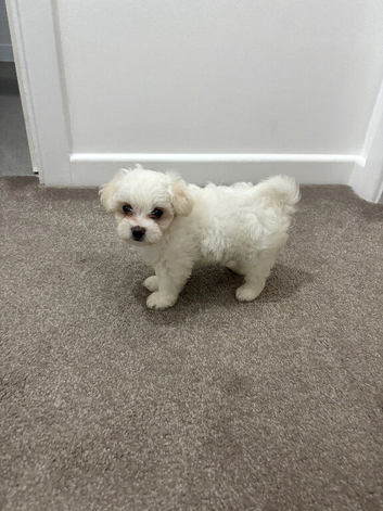Puppy for sale