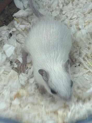 Single young gerbil