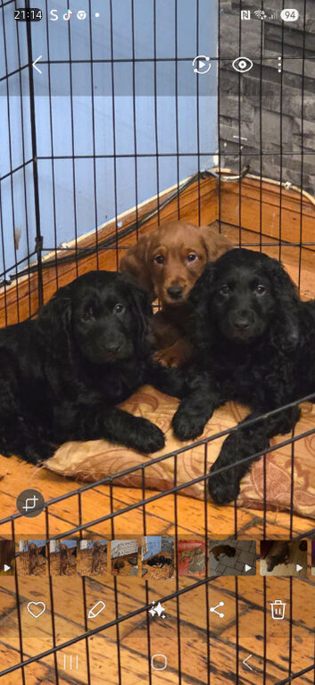 Puppies for sale