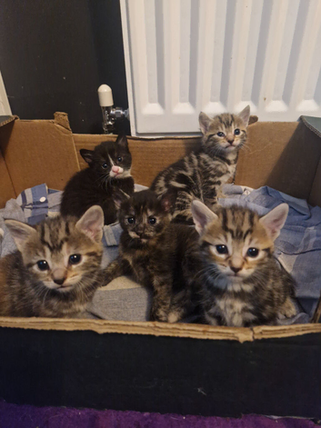 Maincoon cross kittens