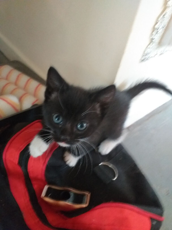 Kittens