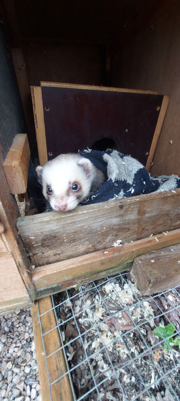 Vasectomisd HOB  ferret