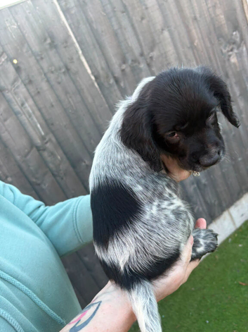 Stunning Blue Roan & Traditional Black/White Sprocker Puppies