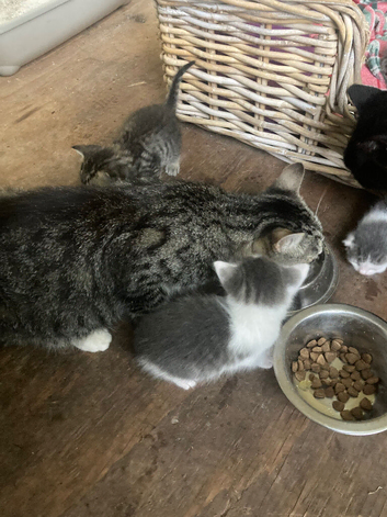 Very pretty friendly kittens