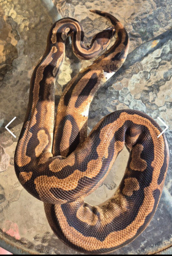 ball pythons and rack for sale