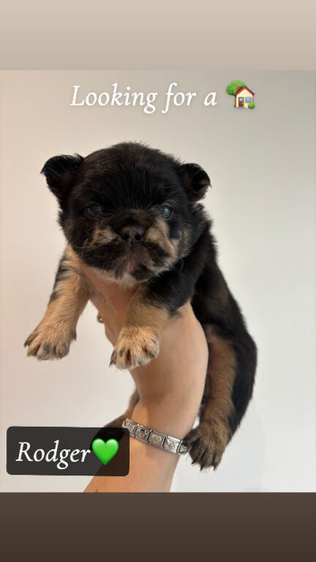 Fluffy French bull dog puppys