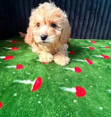 Adorable puppies