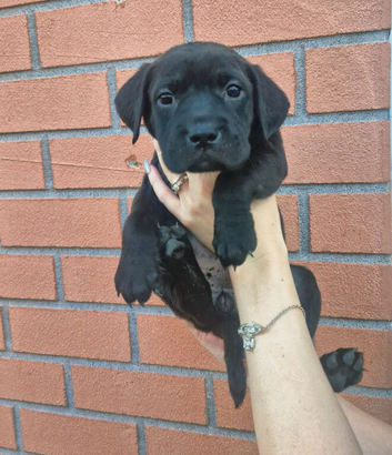 Labrador x Bull Pei puppies READY NOW!! Last three girls reduced!