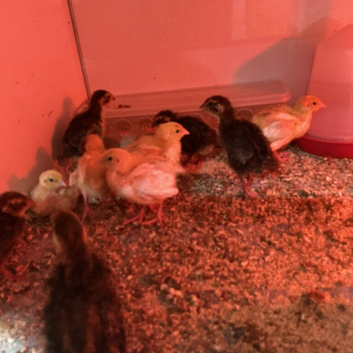 Cl jumbo quail