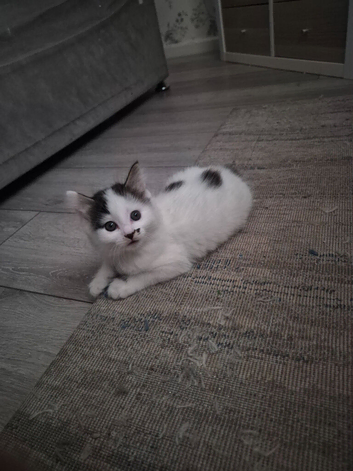 Kittens