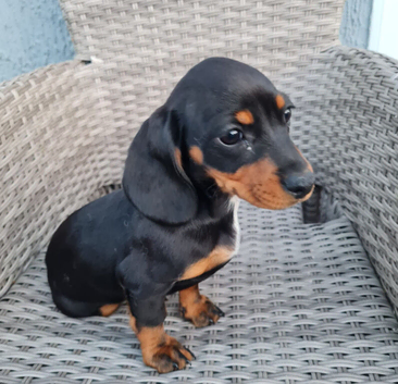 Dashalier puppies