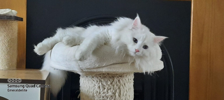 Siberian Pedigree