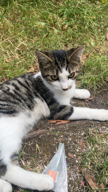 3 domestic short hairs 4 sale