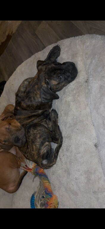Female cane corso