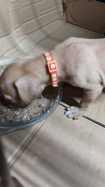 American bulldog x pressa canaria