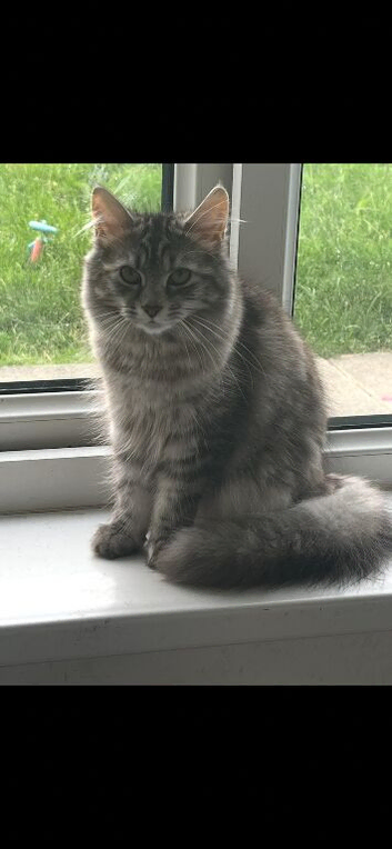 Stunning 9 month female