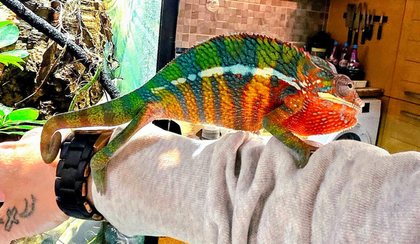 Male and Female panther chameleons.