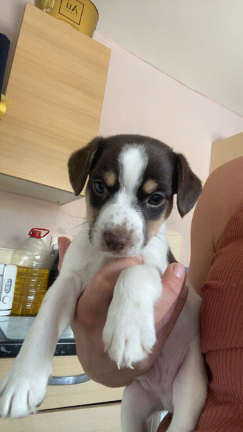 2 Jack Russell puppies