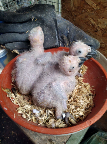 African grey parrots