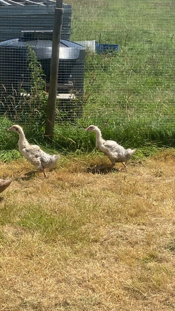 2x geese for sale