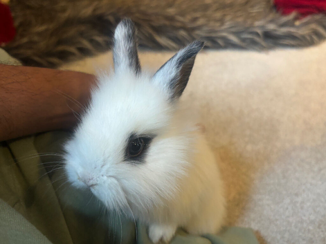 Dwraf bunnies for sale