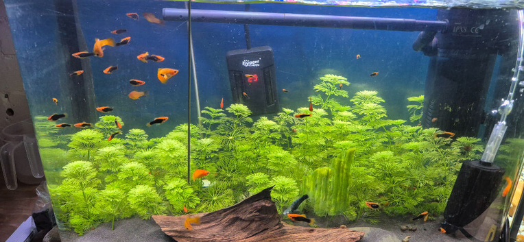 Assorted swordtail platy hybrids