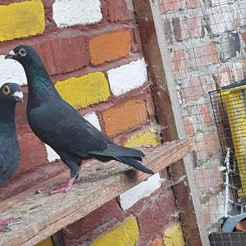 Black racing pigeons for sale