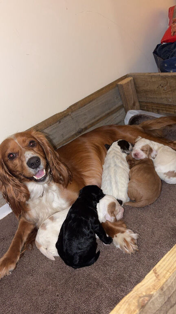 Cocker spaniel puppies