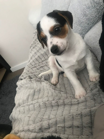 Jack russle pup
