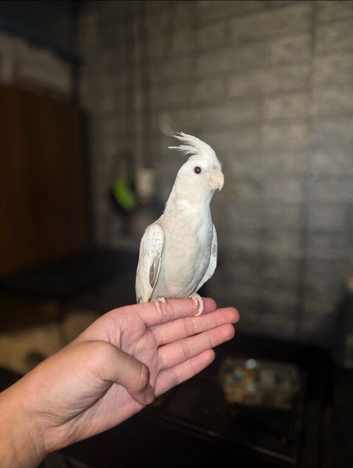Super silly tamed Cockateil