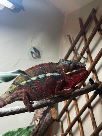 Chaneleon