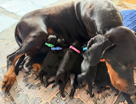 1 male doberman puppy