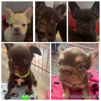 Fluffy frenchies