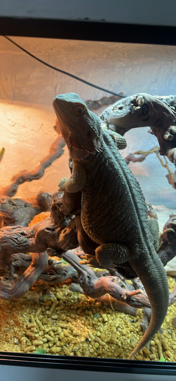 Bearded dragon