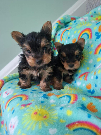 Yorkshire Terrier puppies