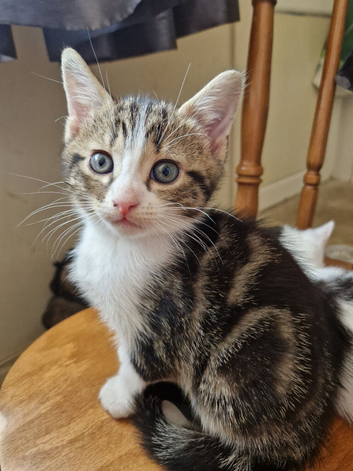 Kittens for sale ready now