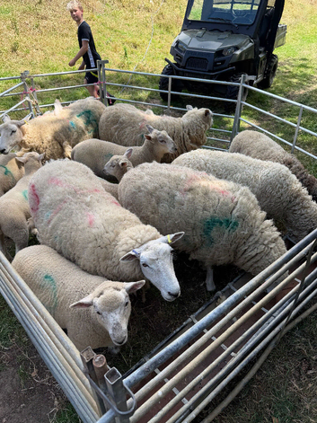 Lleyn Ewes & Lambs