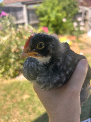 Stunning hand reared Marsbar cockerel- olive egger gene.