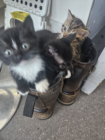 British Shorthair blue cross kittens Tabby and Black/white