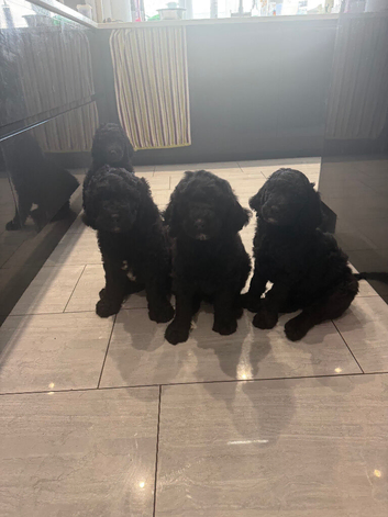 Labradoodle puppies ready now