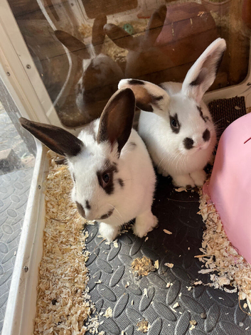 Mini lop cross English spot baby bunnies